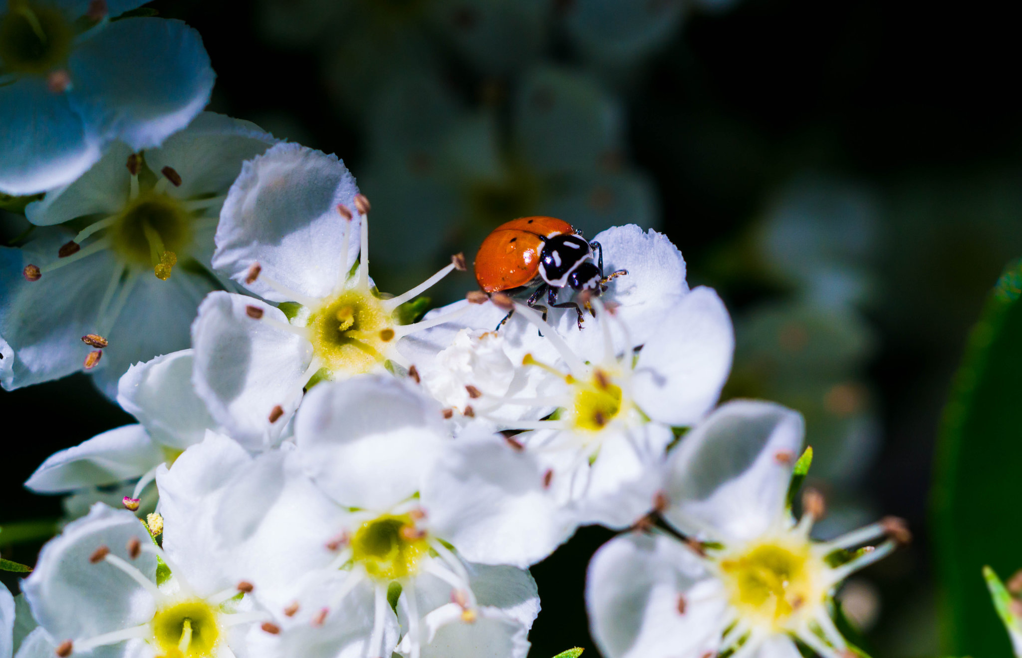 Ladybug