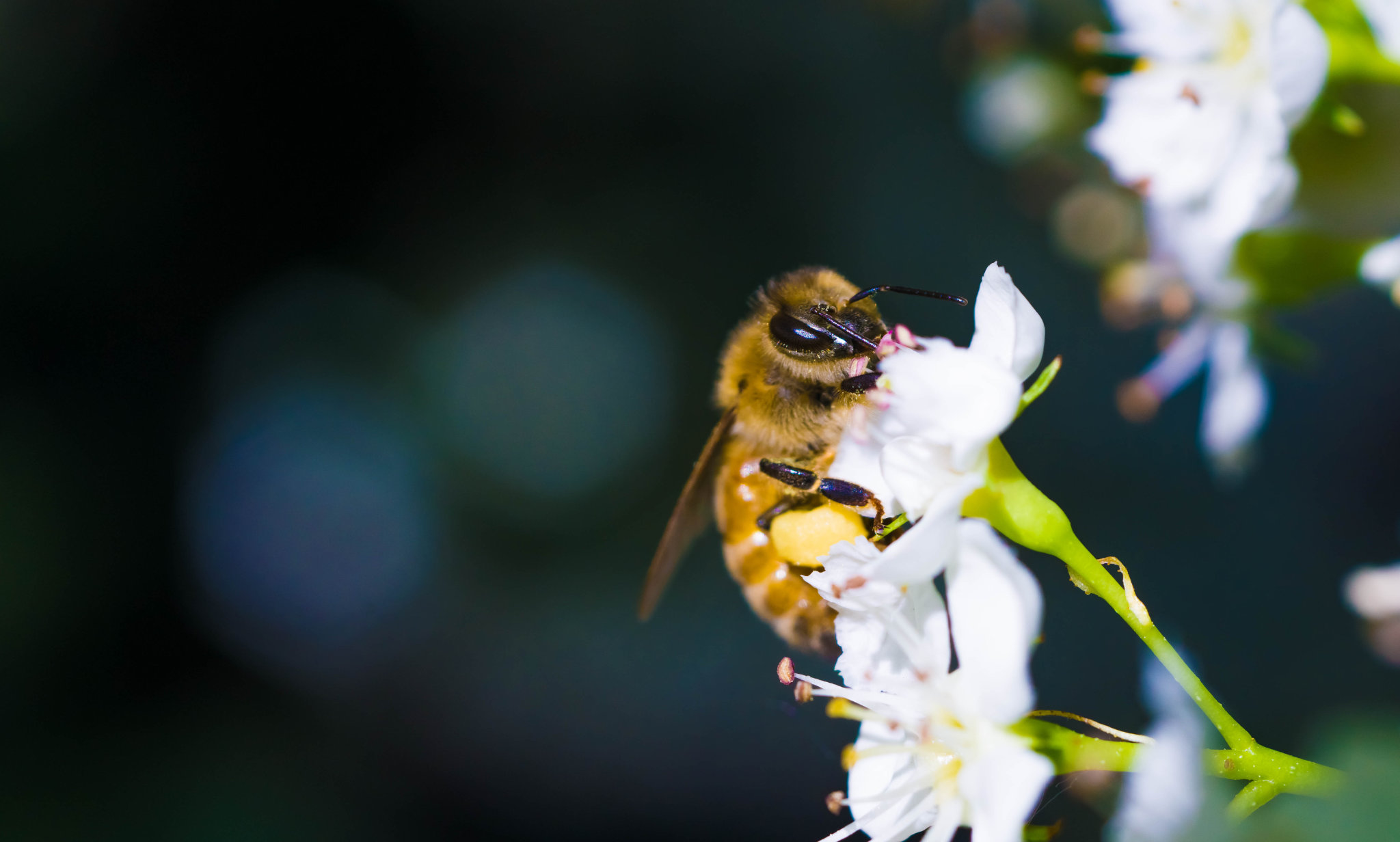 Bee